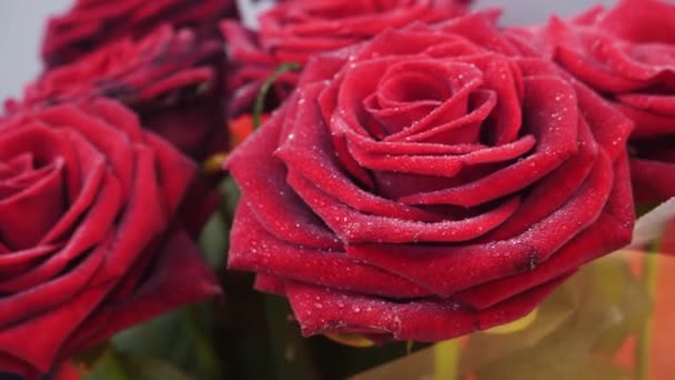 Červené růže s kapkami vody — Stock video
