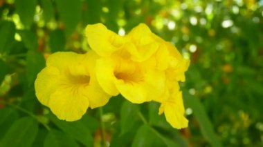 Yeşil arka planda sarı çiçek