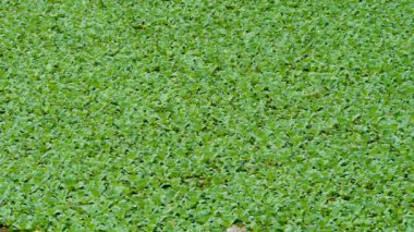 Yüzen su bitkisi pistiası