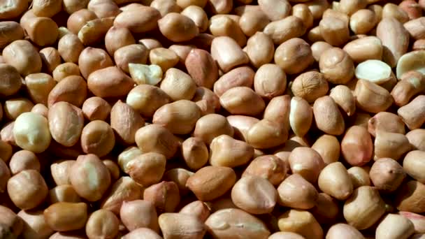 Scattered Harvested Raw Peanuts In Peel Rotating — Wideo stockowe
