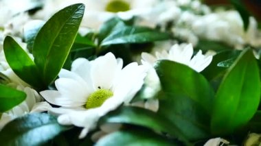 Beyaz çiçekler ve yeşil yapraklar