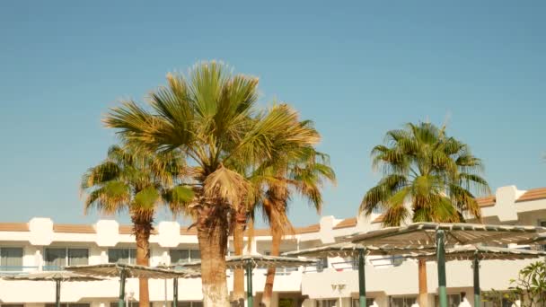 蓝天背景的棕榈树 — 图库视频影像