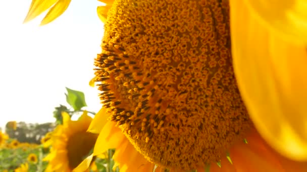 champ de tournesols au coucher du soleil
