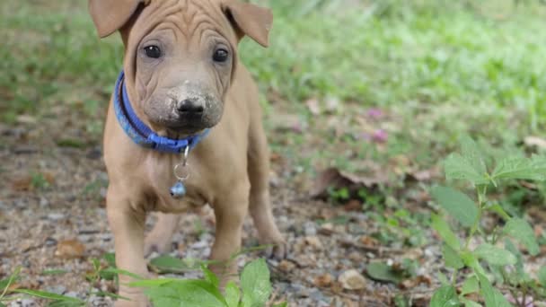 Lindo cachorro pequeño en cuello azul y orejas divertidas se levanta en el suelo — Vídeos de Stock