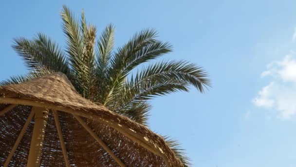 Beach umbrella and palm tree with green leaves — Stock Video