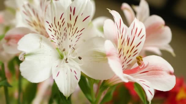 Ανθισμένο λευκό ροζ λίλιουμ Λουλούδια μπουκέτο — Αρχείο Βίντεο