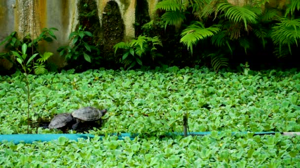 Turtles on natural organic texture of green pistia plant background — Stockvideo