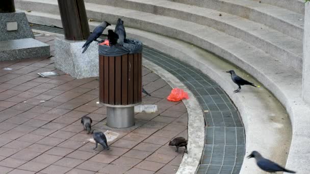 Cuervo pájaro comiendo basura de la papelera y haciendo lío en la ciudad — Vídeos de Stock