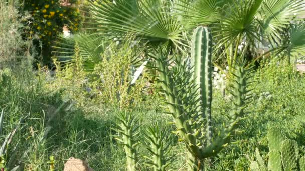 Sistema de riego en jardín verde — Vídeo de stock