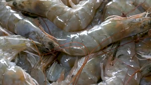 White shrimps from farms are transported to cooling tank — Αρχείο Βίντεο