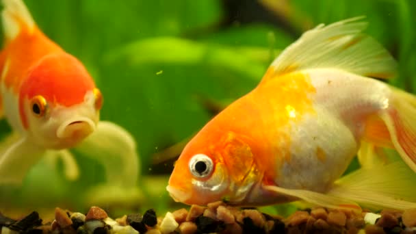 Peces dorados nadando en acuario de agua dulce — Vídeos de Stock