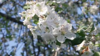 Mavi Gökyüzü Arkaplanında Çiçek Elma Ağacı