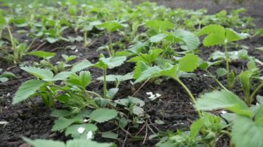 Çilek yeşili yapraklar ıslak zeminde