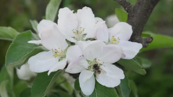 La abeja de miel en la rama floreciente del manzano en primavera — Vídeos de Stock