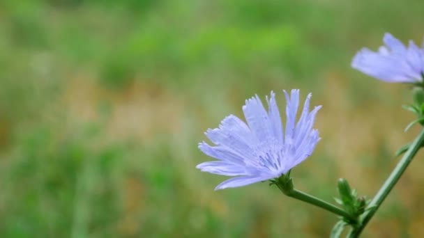 Blauwe Cichorium bloem in Veld — Stockvideo