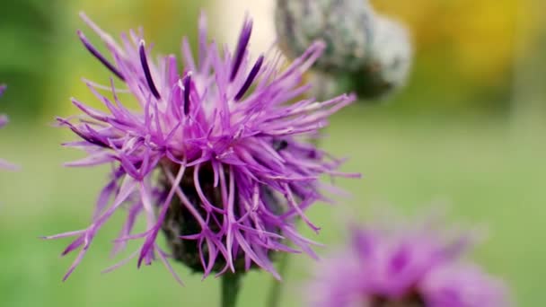 Violet γαϊδουράγκαθο λουλούδι στον κήπο — Αρχείο Βίντεο