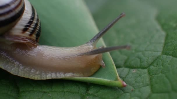 Land Garden Snail Crawls on Green Leaf — Stock Video