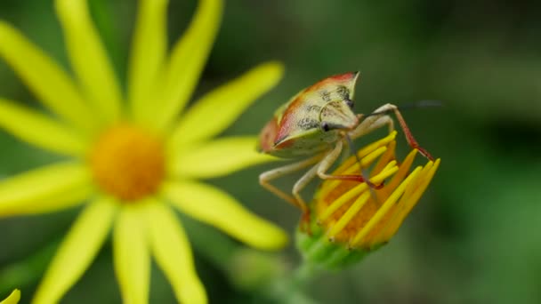 Pequeño insecto en la flor amarilla — Vídeos de Stock