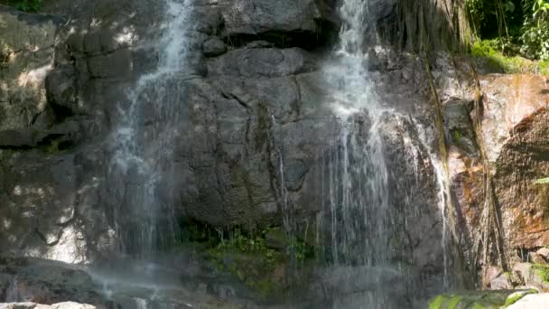 Водопад в летних джунглях — стоковое видео