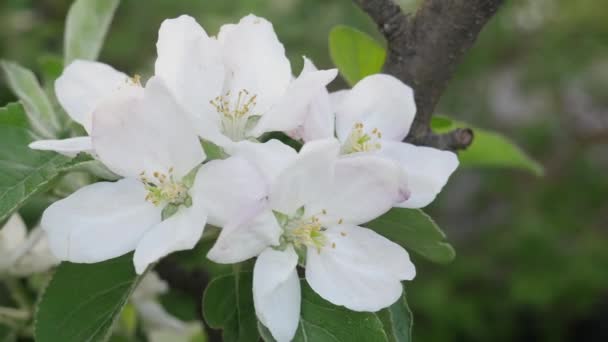 Blühender Apfelbaum auf naturgrünem Hintergrund — Stockvideo