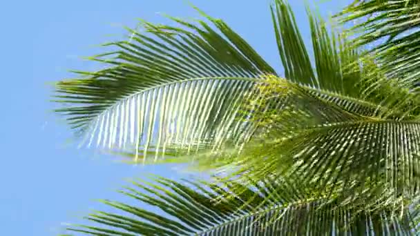 Palmera sobre fondo azul del cielo — Vídeos de Stock