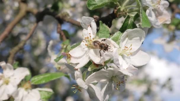 Inseto de abelha poliniza flores de macieira — Vídeo de Stock
