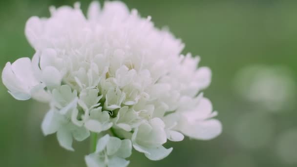 Цветки белого цвета качаются на ветру на зеленом фоне травы. — стоковое видео