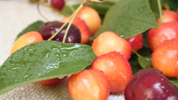 Cerezas dulces rojas y amarillas con gotas de agua y hojas verdes — Vídeo de stock