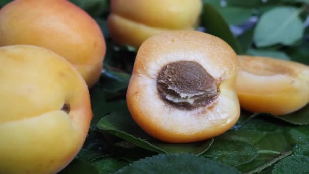 Свежие абрикосовые фрукты и половинка и ветвь деревьев с листьями — стоковое видео