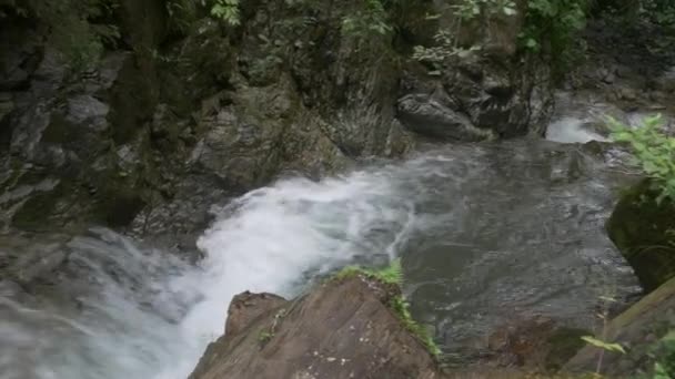 Горный поток в зеленом лесу — стоковое видео