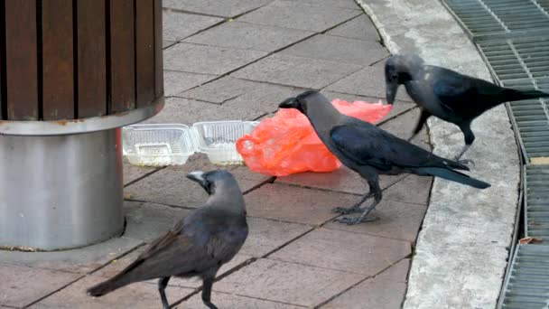 Slimme kraai haalt afval uit vuilnis. Vogel opent plastic zak met voedsel — Stockvideo