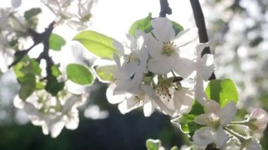 Bal Arısı Tozlaştıran Elma Çiçekleri
