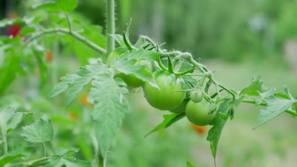 Ramo de tomates verdes inmaduros en el arbusto — Vídeos de Stock