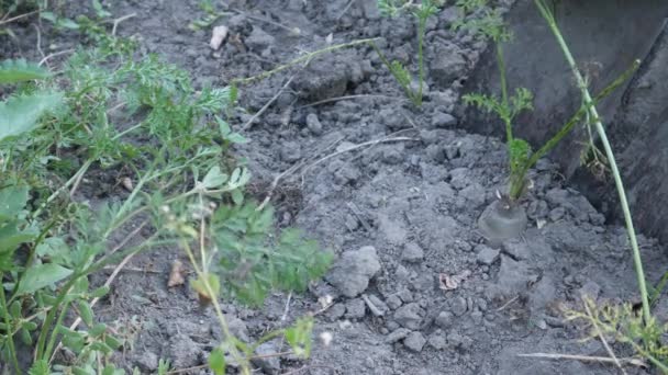 Verse rijpe wortelen in moestuin in de natuur — Stockvideo