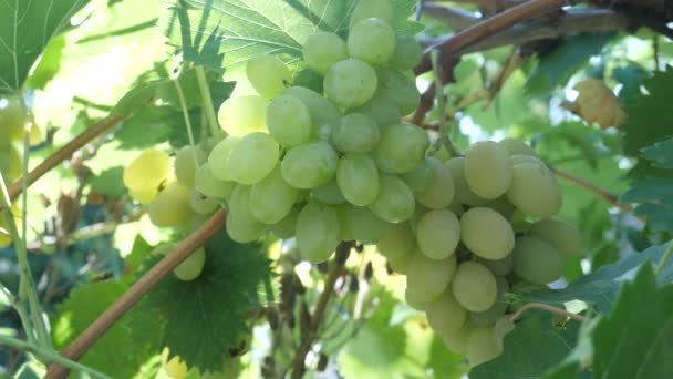 Las manos de los agricultores cosechan uvas blancas bajo la luz del sol — Vídeo de stock