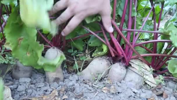 農家の手は野菜の家の庭でビートを選ぶ — ストック動画