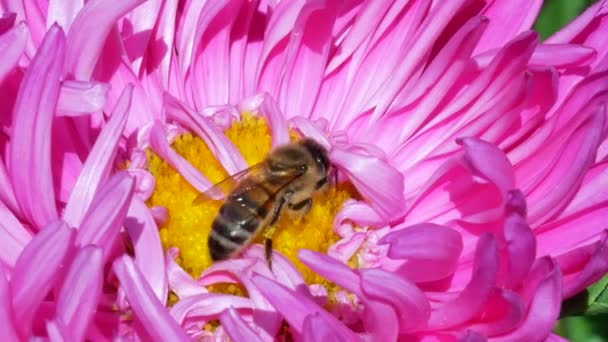 Bee on Aster Flower Gather Nectar — Stock Video
