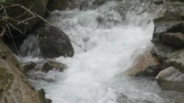 Yeşil Ormandaki Dağ Deresi