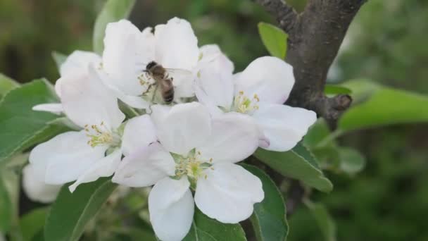 蜜蜂为苹果树开花授粉 — 图库视频影像