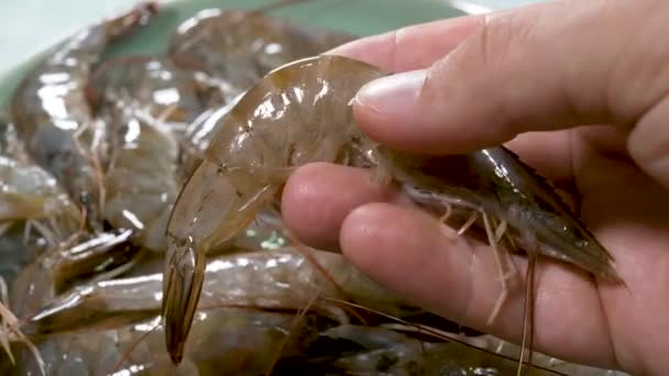 Camarones blancos crudos frescos en las manos — Vídeo de stock