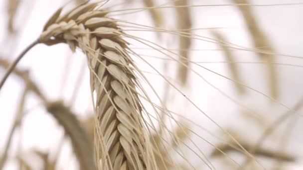 Field Barley in Period Harvest — Stock Video