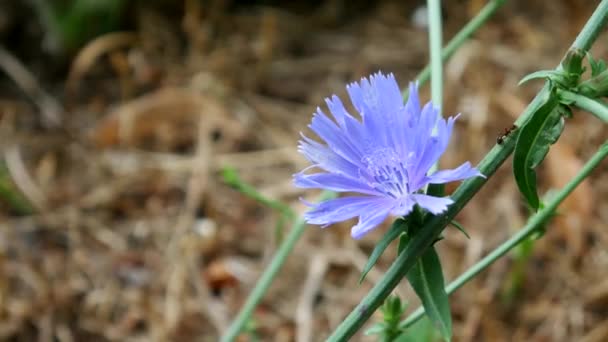 Μπλε λουλούδι Cichorium στο πεδίο — Αρχείο Βίντεο