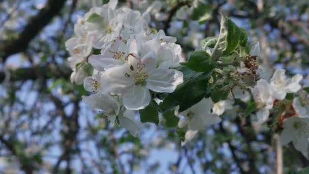 Bloesem appelboom op natuur groene achtergrond — Stockvideo