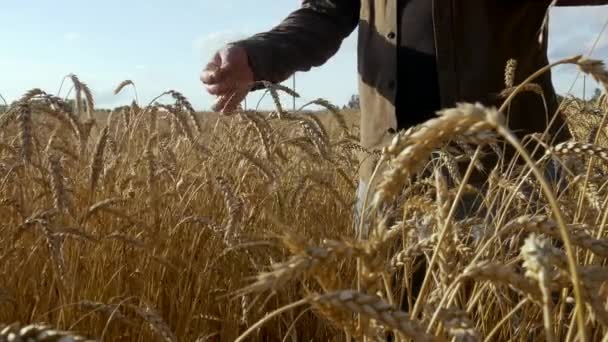 Güneşli bir günde altın buğday tarlası — Stok video