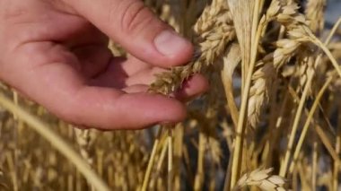 Çiftçilerin eli tarlada altın rengi buğday kulağı alır