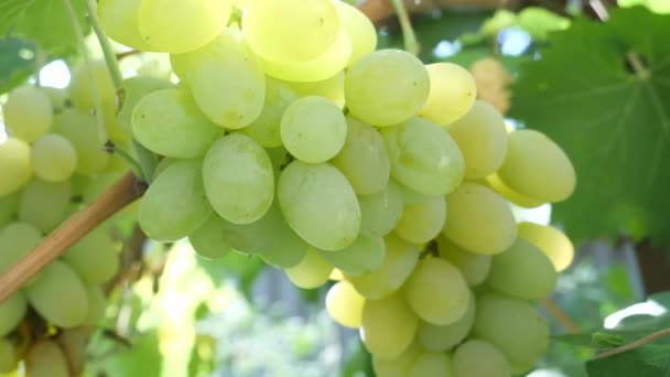 Um bando de uvas brancas — Vídeo de Stock