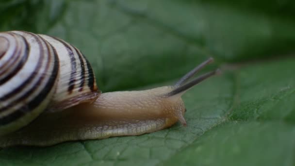 常见的花园蜗牛在绿叶上爬行 — 图库视频影像