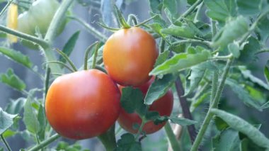 Yeşil evde kırmızı vişneli domates.