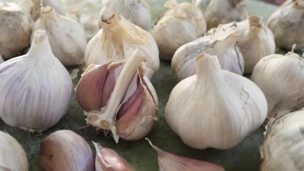 Fresh Raw Spice Dry Garlic Bulb with Segments — Stock Video