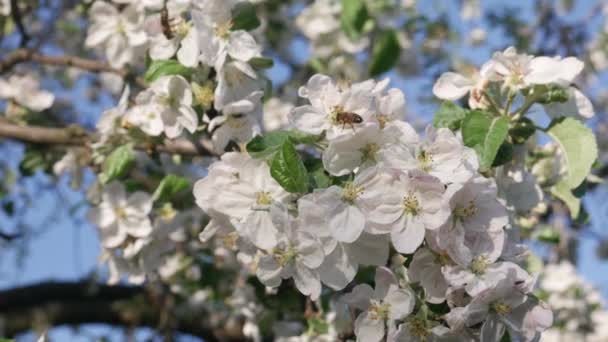 Bienen sammeln Honig auf Apfelblüten — Stockvideo